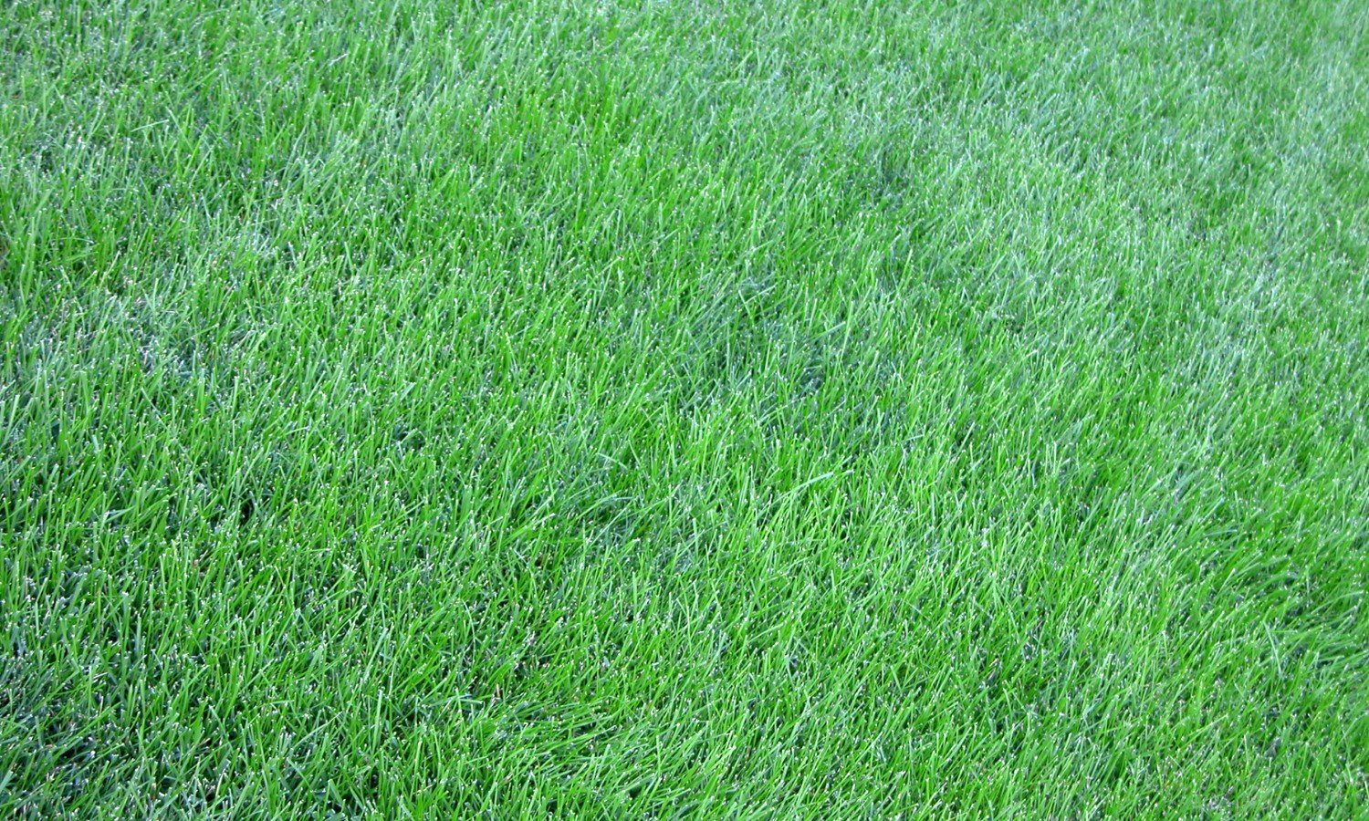 New Turf Lawns Knockanore County Waterford